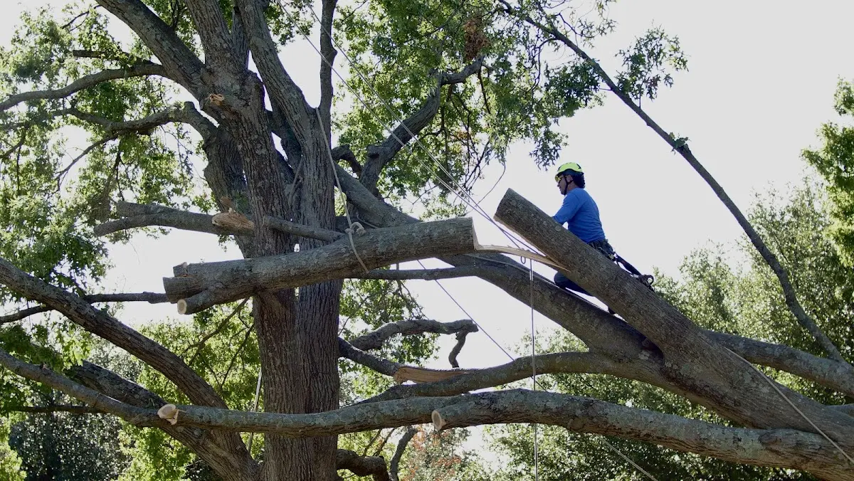 Professional Hazardous Tree Removal performed by certified arborists in Owings