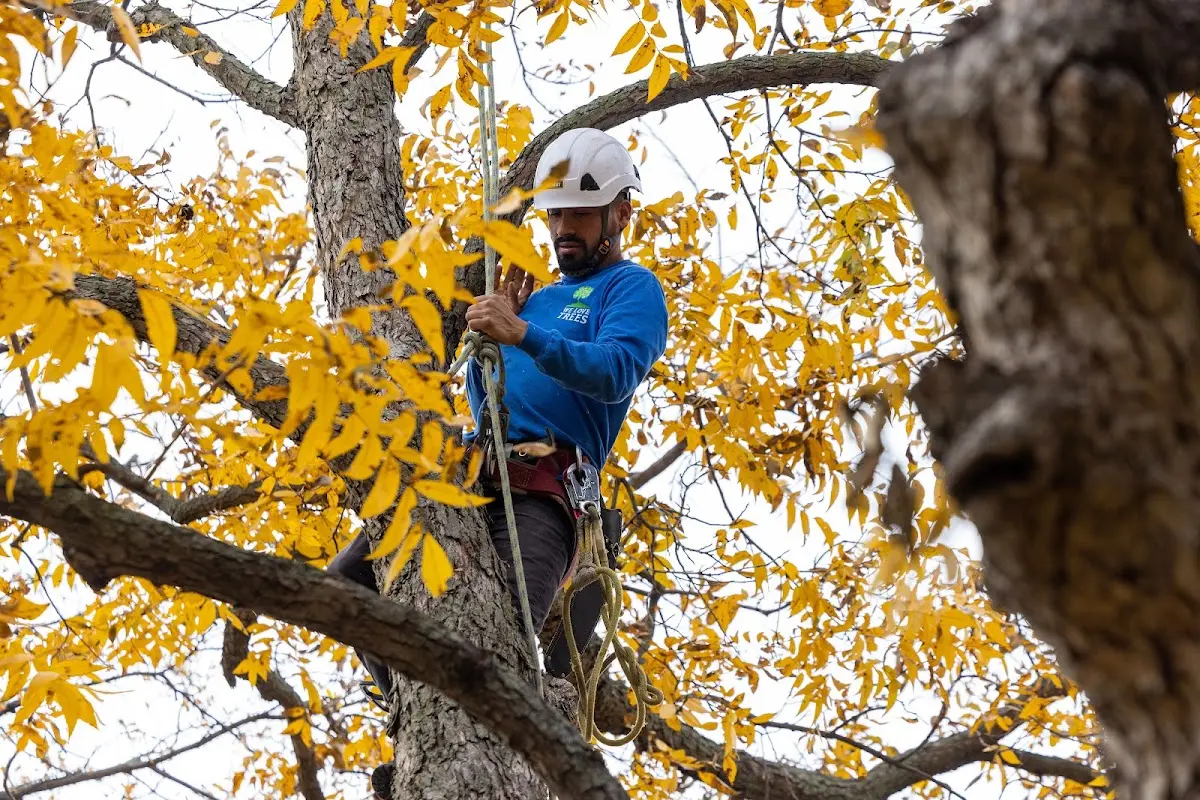 Skilled Tree Transplanting crew working in Owings
